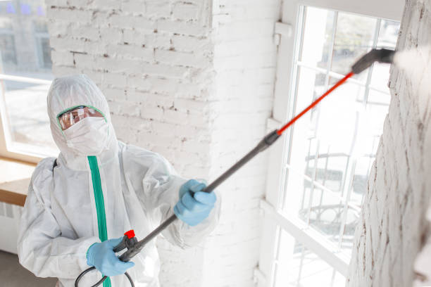 Best Mold Documentation for Insurance Claims  in El Cerro Mission, NM