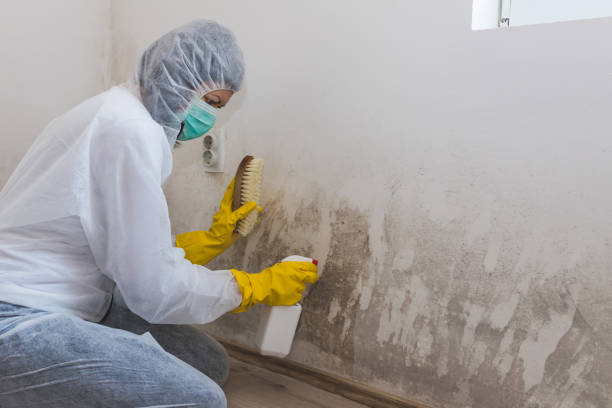 Mold Documentation for Insurance Claims in El Cerro Mission, NM